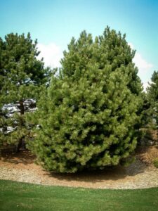 Сосна Чёрная (Pinus Nigra) купить по цене от 270.00р. в интернет-магазине «Посадика» с доставкой почтой в в Козьмодемьянске и по всей России – [изображение №1].