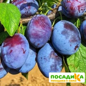 Слива Чачакская ранняя купить по цене от 229.00р. в интернет-магазине «Посадика» с доставкой почтой в в Козьмодемьянске и по всей России – [изображение №1].