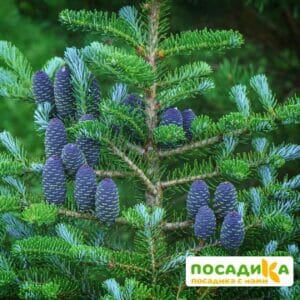 Пихта корейская (Abies koreana) купить по цене от 450.00р. в интернет-магазине «Посадика» с доставкой почтой в в Козьмодемьянске и по всей России – [изображение №1].