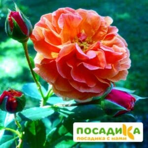 Роза Арабия купить по цене от 350.00р. в интернет-магазине «Посадика» с доставкой почтой в в Козьмодемьянске и по всей России – [изображение №1].