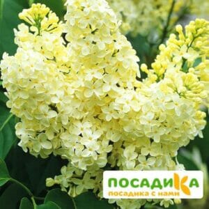 Сирень Примроуз (Primrose) купить по цене от 529.00р. в интернет-магазине «Посадика» с доставкой почтой в в Козьмодемьянске и по всей России – [изображение №1].