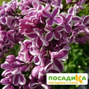 Сирень Сенсация купить по цене от 529.00р. в интернет-магазине «Посадика» с доставкой почтой в в Козьмодемьянске и по всей России – [изображение №1].