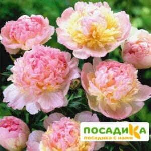 Пион Распберри Сандей (Paeonia Raspberry Sundae) купить по цене от 959р. в интернет-магазине «Посадика» с доставкой почтой в в Козьмодемьянске и по всей России – [изображение №1].