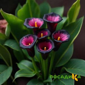Калла Аура Лейс купить по цене от 400р. в интернет-магазине «Посадика» с доставкой почтой в в Козьмодемьянске и по всей России – [изображение №1].