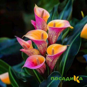 Калла Оникс купить по цене от 450р. в интернет-магазине «Посадика» с доставкой почтой в в Козьмодемьянске и по всей России – [изображение №1].
