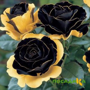 Роза Ханни Сикл купить по цене от 700р. в интернет-магазине «Посадика» с доставкой почтой в в Козьмодемьянске и по всей России – [изображение №1].