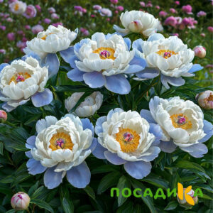 Пион акварельный Этюд купить по цене от 806р. в интернет-магазине «Посадика» с доставкой почтой в в Козьмодемьянске и по всей России – [изображение №1].
