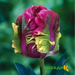 Тюльпан Экзотик Хэвен купить по цене от 186р. в интернет-магазине «Посадика» с доставкой почтой в в Козьмодемьянске и по всей России – [изображение №1].