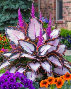 Хоста Кримэн Дрим купить по цене от 549р. в интернет-магазине «Посадика» с доставкой почтой в в Козьмодемьянске и по всей России – [изображение №1].