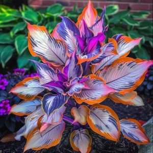 Хоста Эмеральд Тиара купить по цене от 602р. в интернет-магазине «Посадика» с доставкой почтой в в Козьмодемьянске и по всей России – [изображение №1].