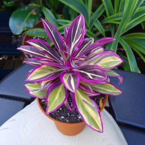 Хоста Сильвер Стик купить по цене от 650р. в интернет-магазине «Посадика» с доставкой почтой в в Козьмодемьянске и по всей России – [изображение №1].