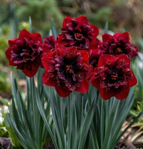 Нарцисс Сапфировый Бриз купить по цене от 3000р. в интернет-магазине «Посадика» с доставкой почтой в в Козьмодемьянске и по всей России – [изображение №1].