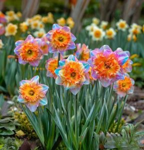 Нарцисс Айвери Дон купить по цене от 3000р. в интернет-магазине «Посадика» с доставкой почтой в в Козьмодемьянске и по всей России – [изображение №1].