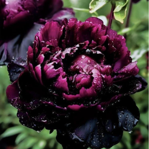 Пион Темный Сад купить по цене от 421р. в интернет-магазине «Посадика» с доставкой почтой в в Козьмодемьянске и по всей России – [изображение №1].