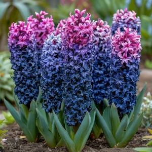 Гиацинт Блю Спринг купить по цене от 2099р. в интернет-магазине «Посадика» с доставкой почтой в в Козьмодемьянске и по всей России – [изображение №1].