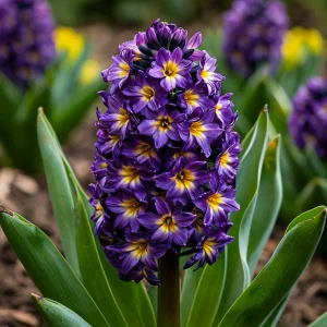 Гиацинт Вельвет Колор купить по цене от 2099р. в интернет-магазине «Посадика» с доставкой почтой в в Козьмодемьянске и по всей России – [изображение №1].