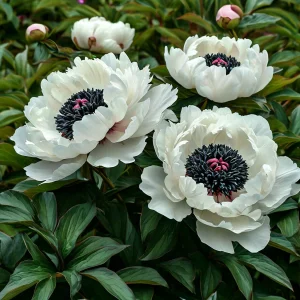 Пион Инк Эн купить по цене от 429р. в интернет-магазине «Посадика» с доставкой почтой в в Козьмодемьянске и по всей России – [изображение №1].