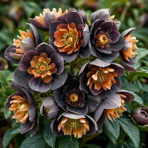 Морозник Блум Айс купить по цене от 499р. в интернет-магазине «Посадика» с доставкой почтой в в Козьмодемьянске и по всей России – [изображение №1].