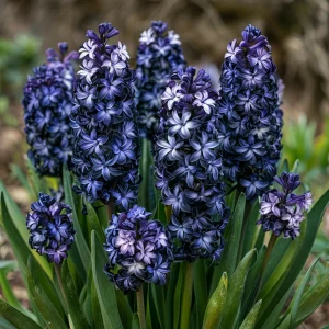 Гиацинт Блум Клауд купить по цене от 2099р. в интернет-магазине «Посадика» с доставкой почтой в в Козьмодемьянске и по всей России – [изображение №1].