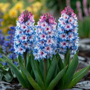 Гиацинт Пинк Мари купить по цене от 2099р. в интернет-магазине «Посадика» с доставкой почтой в в Козьмодемьянске и по всей России – [изображение №1].