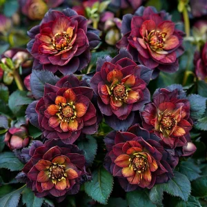 Морозник Сноу Дроп купить по цене от 348р. в интернет-магазине «Посадика» с доставкой почтой в в Козьмодемьянске и по всей России – [изображение №1].