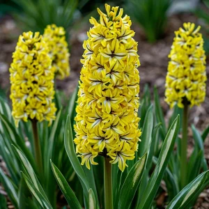 Гиацинт Сансет Голд купить по цене от 2099р. в интернет-магазине «Посадика» с доставкой почтой в в Козьмодемьянске и по всей России – [изображение №1].