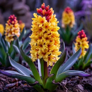 Гиацинт Миднайт Мистери купить по цене от 2099р. в интернет-магазине «Посадика» с доставкой почтой в в Козьмодемьянске и по всей России – [изображение №1].