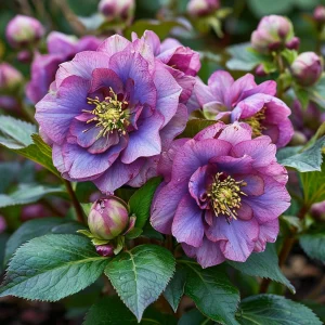 Морозник Айс Принцесс Чарм купить по цене от 650р. в интернет-магазине «Посадика» с доставкой почтой в в Козьмодемьянске и по всей России – [изображение №1].