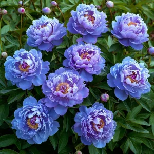 Пион Голубой лотос купить по цене от 590р. в интернет-магазине «Посадика» с доставкой почтой в в Козьмодемьянске и по всей России – [изображение №1].