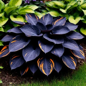 Хоста Умбра купить по цене от 349р. в интернет-магазине «Посадика» с доставкой почтой в в Козьмодемьянске и по всей России – [изображение №1].