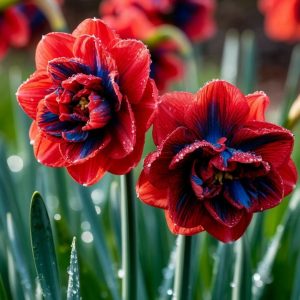 Нарцисс Эрличе купить по цене от 386р. в интернет-магазине «Посадика» с доставкой почтой в в Козьмодемьянске и по всей России – [изображение №1].