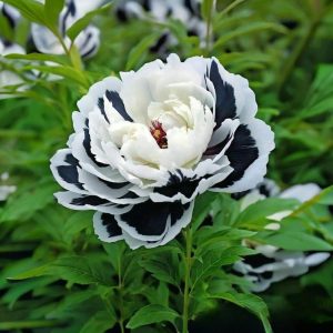 Пион Монохромный Шик купить по цене от 429р. в интернет-магазине «Посадика» с доставкой почтой в в Козьмодемьянске и по всей России – [изображение №1].