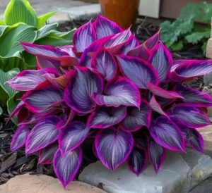 Хоста Сикрет Гарденс купить по цене от 549р. в интернет-магазине «Посадика» с доставкой почтой в в Козьмодемьянске и по всей России – [изображение №1].